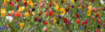 Πίνακας Πανοραμικός σε καμβά TULIP FIESTA