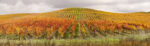 Πίνακας Πανοραμικός σε καμβά VINEYARD IN AUTUMN