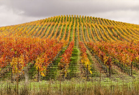 Πίνακας Πανοραμικός σε καμβά VINEYARD IN AUTUMN - Υπαιθρος Sticky 5