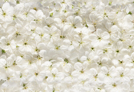 Πίνακας Πανοραμικός σε καμβά WHITE CHERRY FLOWERS - Ανθη Δεντρων Sticky 5