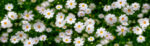 Πίνακας Πανοραμικός WHITE FLOWERS