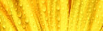 Πίνακας Πανοραμικός YELLOW DAISY