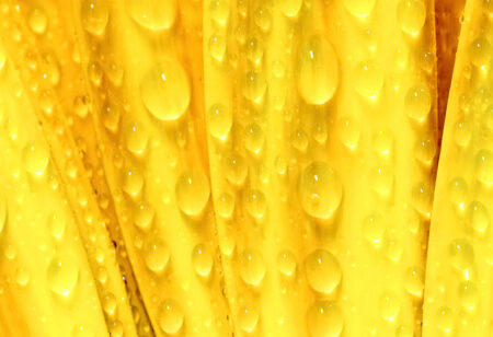 Πίνακας Πανοραμικός YELLOW DAISY - Μαργαριτες Sticky 5