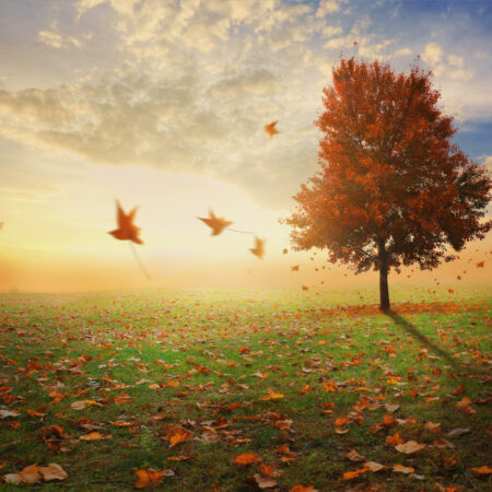 Πινακας σε καμβά RED MAPLE TREE IN AUTUMN - Υπαιθρος Sticky 5
