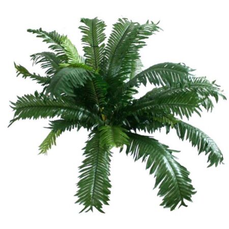 ΡΙΖΑ ΤΣΙΚΑ 50xY40cm - Πρασινάδες - Κρεμαστά φυτά