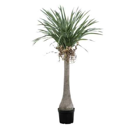 BEAUCARNEA PALM TREE 20046 Τεχνητό Διακοσμητικό Φυτό Κυρτόφυλλος Μπουκαρνέα Υ165cm - Τεχνητοι Φοινικες