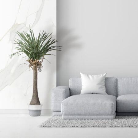 BEAUCARNEA PALM TREE 20046 Τεχνητό Διακοσμητικό Φυτό Κυρτόφυλλος Μπουκαρνέα Υ165cm - Τεχνητοι Φοινικες Sticky 5