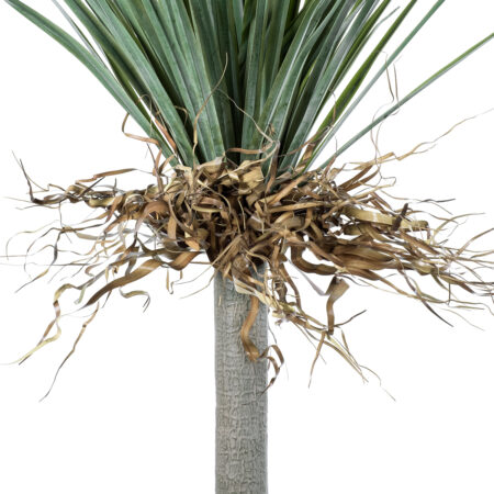 BEAUCARNEA PALM TREE 20047 Τεχνητό Διακοσμητικό Φυτό Κυρτόφυλλος Μπουκαρνέα Υ200cm - Τεχνητοι Φοινικες Sticky 2