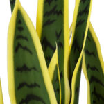 BLOODLEAF DRACAENA TRIFASCIATA 20061 Τεχνητό Διακοσμητικό Φυτό Αιματόφυλλη Σανσεβιέρια Υ90cm