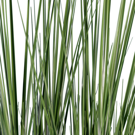 PAMPAS GRASS 20071 Τεχνητό Διακοσμητικό Φυτό Γρασίδι της Πάμπας Υ150cm - Τεχνητά Γρασίδια και Χόρτα Sticky 1