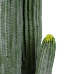 CARNEGIEA CACTUS 20121 Τεχνητό Διακοσμητικό Φυτό Κάκτος Σαγκουάρο Υ80cm