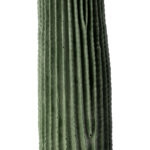 CARNEGIEA CACTUS 20125 Τεχνητό Διακοσμητικό Φυτό Κάκτος Σαγκουάρο Υ85cm