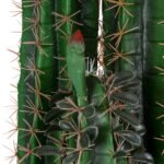 MYRTILLOCACTUS 20128 Τεχνητό Διακοσμητικό Φυτό Μυρτιλλόκακτος Υ150cm