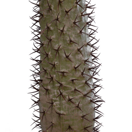 PACHYPODIUM LAMEREI PALM TREE 20129 Τεχνητό Διακοσμητικό Φυτό Φοίνικας της Μαγαδασκάρης Υ105cm - Τεχνητοι Φοινικες Sticky 2