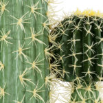 CARNEGIEA CACTUS 20135 Τεχνητό Διακοσμητικό Φυτό Κάκτος Σαγκουάρο Υ180cm