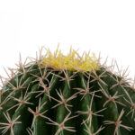 FEROCACTUS 20136 Τεχνητό Διακοσμητικό Φυτό Φερόκακτος Υ55cm