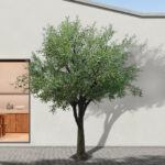 OLIVE TREE 20161 Τεχνητό Διακοσμητικό Δέντρο Ελιά Υ400cm