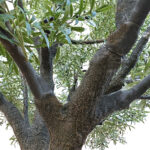 OLIVE TREE 20161 Τεχνητό Διακοσμητικό Δέντρο Ελιά Υ400cm