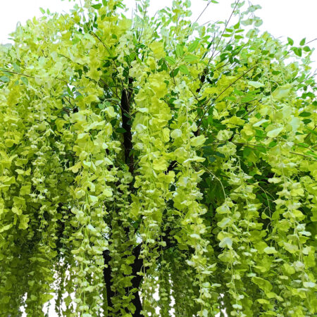 LABURNUM TREE 20165 Τεχνητό Διακοσμητικό Δέντρο Λαβούρνο Υ340cm - Τεχνητά Φυτά και Δέντρα Sticky 1