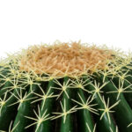 FEROCACTUS 20191 Τεχνητό Διακοσμητικό Φυτό Φερόκακτος Υ50cm