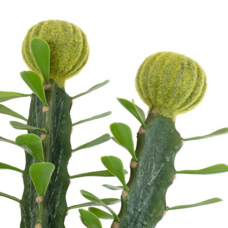 CEREUS JAMACARU CACTUS 20193 Τεχνητό Διακοσμητικό Φυτό Κάκτος Κηρίος Υ120cm - Τεχνητοι Κακτοι Sticky 2