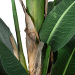 BANANA TREE 20382 - Τεχνητό Διακοσμητικό Φυτό  Μπανανιά Υ300cm