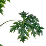 PAPAYA TREE 20383 Τεχνητό Διακοσμητικό Φυτό  Παπάγια Υ270cm