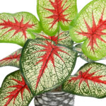 CALADIUM 20891 Τεχνητό Διακοσμητικό Φυτό Τροπικό Φυτό Καλάδιο Φ40 x Υ33cm