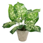 DIEFFENBACHIA POTTED PLANT 20897 Διακοσμητικό Φυτό Διφενμπάχια Φ40 x Υ33cm