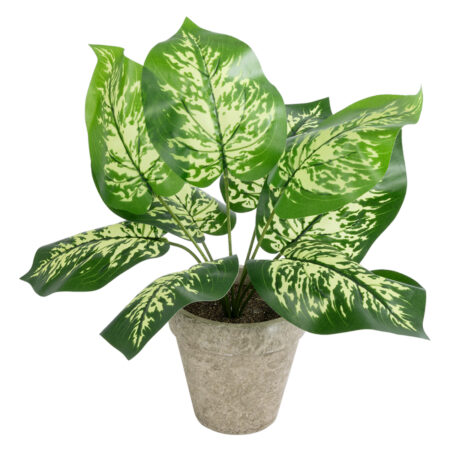 DIEFFENBACHIA POTTED PLANT 20897 Διακοσμητικό Φυτό Διφενμπάχια Φ40 x Υ33cm - 