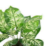 DIEFFENBACHIA POTTED PLANT 20897 Διακοσμητικό Φυτό Διφενμπάχια Φ40 x Υ33cm