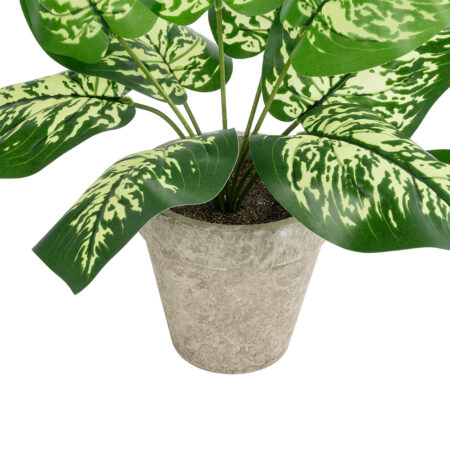 DIEFFENBACHIA POTTED PLANT 20897 Διακοσμητικό Φυτό Διφενμπάχια Φ40 x Υ33cm -  Sticky 2