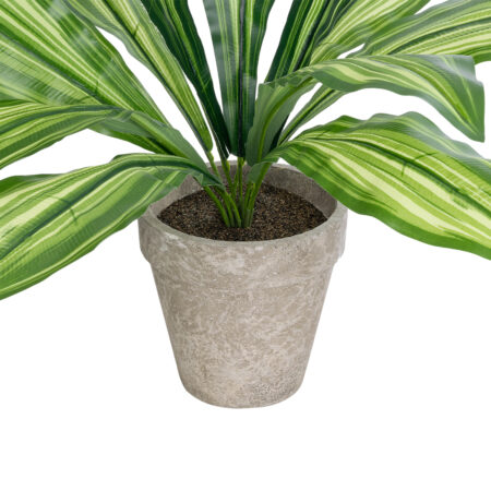 DRACAENA POTTED PLANT 20907 Διακοσμητικό Φυτό Δράκενα Φ40 x Υ33cm -  Sticky 2