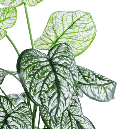 CALADIUM 20908 Διακοσμητικό Φυτό Καλάδια Υ75cm - Τροπικα και Ιδιαιτερα Τεχνητα φυτα Sticky 1