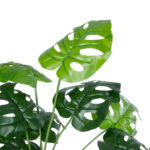 MONSTERA PLANT 20909 - Διακοσμητικό Φυτό Μονστέρα Φ50 x Υ75cm