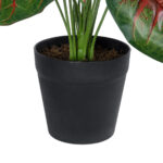 CALADIUM MIX 20911 Διακοσμητικό Φυτό Καλάντιουμ Υ75cm