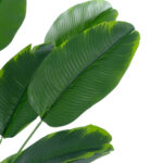 YOUNG BANANA PLANT 20916 - Διακοσμητικό Φυτό Νεαρή Μπανανιά Φ82 x Υ80cm