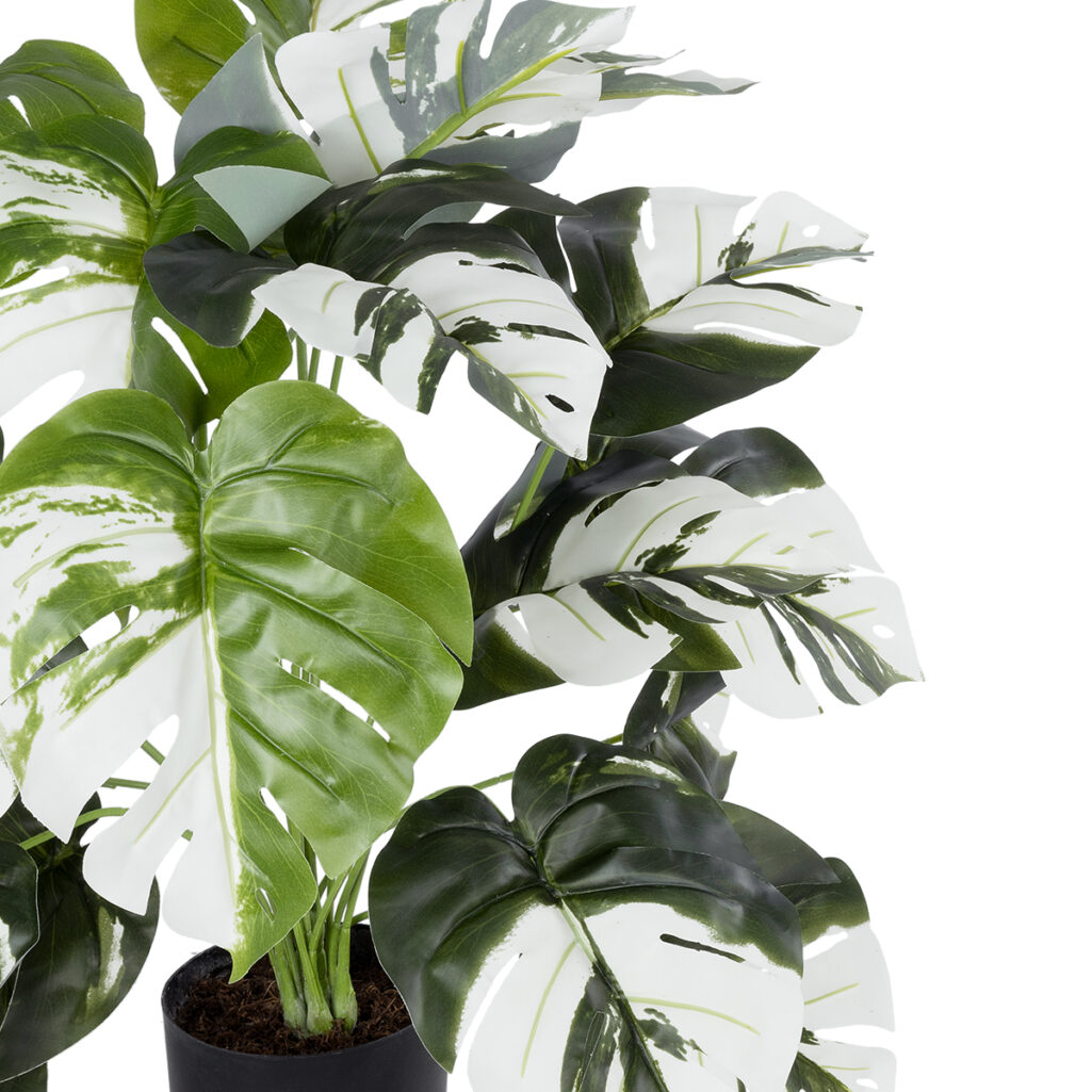 ALBINO MONSTERA PLANT 20925 - Διακοσμητικό Φυτό Λευκή Μονστέρα Φ70 x Υ75cm