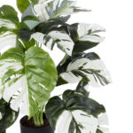ALBINO MONSTERA PLANT 20925 - Διακοσμητικό Φυτό Λευκή Μονστέρα Φ70 x Υ75cm