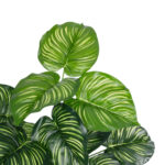 CALATHEA PLANT 20933 Διακοσμητικό Φυτό Καλαθέα Φ55 x Υ55cm
