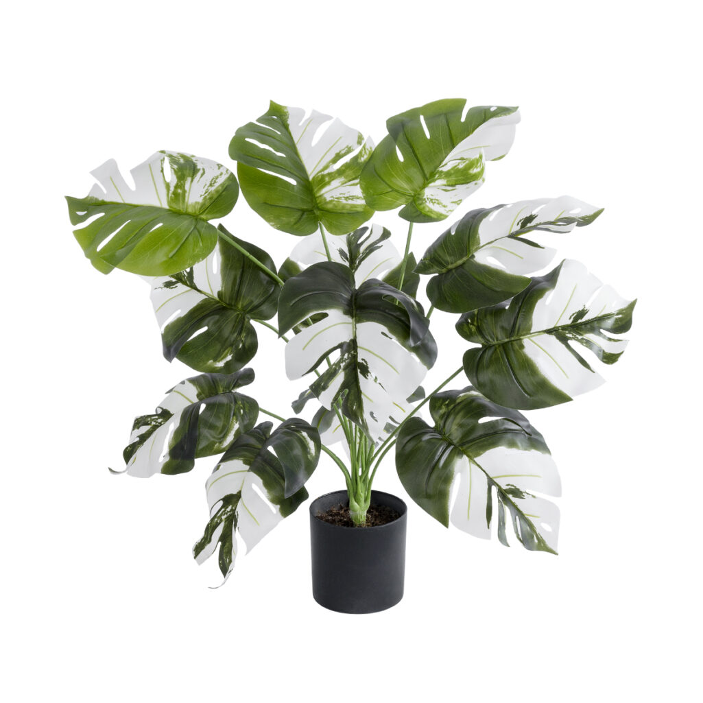 ALBINO MONSTERA PLANT 20935 - Διακοσμητικό Φυτό Λευκή Μονστέρα Φ60 x Υ55cm