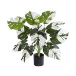ALBINO MONSTERA PLANT 20935 - Διακοσμητικό Φυτό Λευκή Μονστέρα Φ60 x Υ55cm