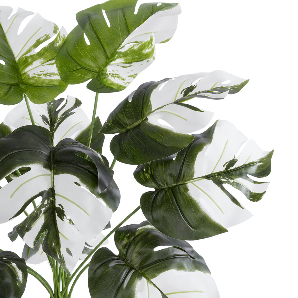 ALBINO MONSTERA PLANT 20935 - Διακοσμητικό Φυτό Λευκή Μονστέρα Φ60 x Υ55cm