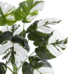 ALBINO MONSTERA PLANT 20935 - Διακοσμητικό Φυτό Λευκή Μονστέρα Φ60 x Υ55cm