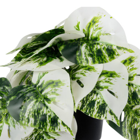 ALBINO MONSTERA PLANT 20946 - Διακοσμητικό Φυτό Μονστέρα Φ23 x Υ16cm - Μικρα Φυτά και Παχύφυτα Sticky 1