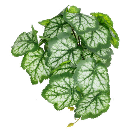 WHITE BEGONIA PLANT 20947 Διακοσμητικό Φυτό Λευκή Μπιγόνια Φ23 x Υ16cm - Μικρα Φυτά και Παχύφυτα Sticky 2