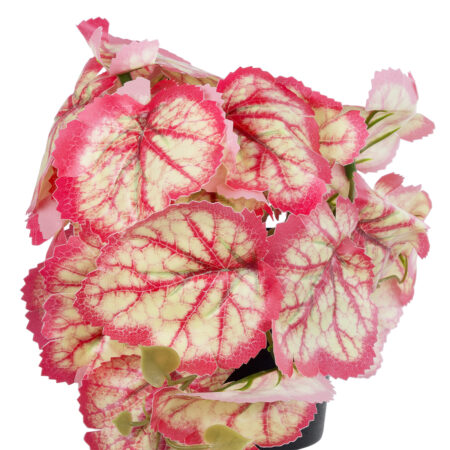 RED BEGONIA PLANT 20948 Διακοσμητικό Φυτό Κόκκινη Μπιγόνια Φ23 x Υ16cm - Μικρα Φυτά και Παχύφυτα Sticky 1
