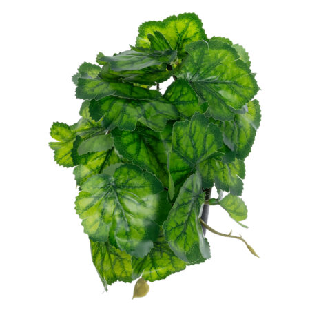 GREEN BEGONIA PLANT 20949 Διακοσμητικό Φυτό Πράσινη Μπιγόνια Φ23 x Υ16cm - Μικρα Φυτά και Παχύφυτα Sticky 2