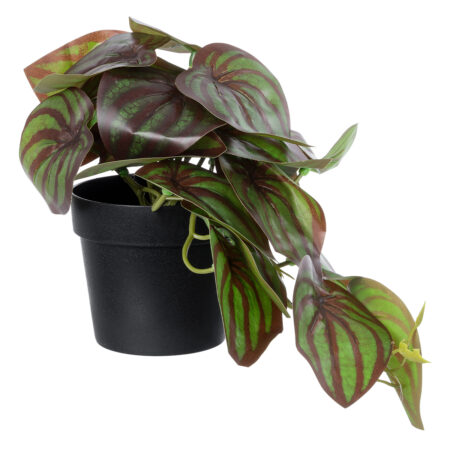 BROWN PEPEROMIA PLANT 20952 Διακοσμητικό Φυτό Καφέ Πεπερόμια Φ23 x Υ16cm - Μικρα Φυτά και Παχύφυτα