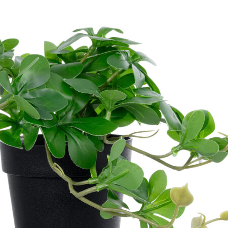 SCHEFFLERA PLANT 20954 Διακοσμητικό Φυτό Σεφλέρα Φ18 x Υ17cm - Μικρα Φυτά και Παχύφυτα Sticky 1